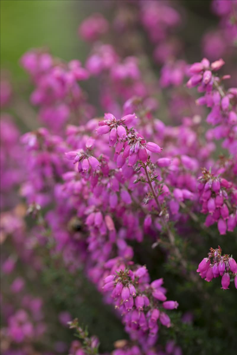 Erica cinerea