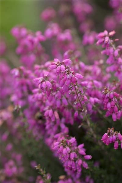 Erica cinerea
