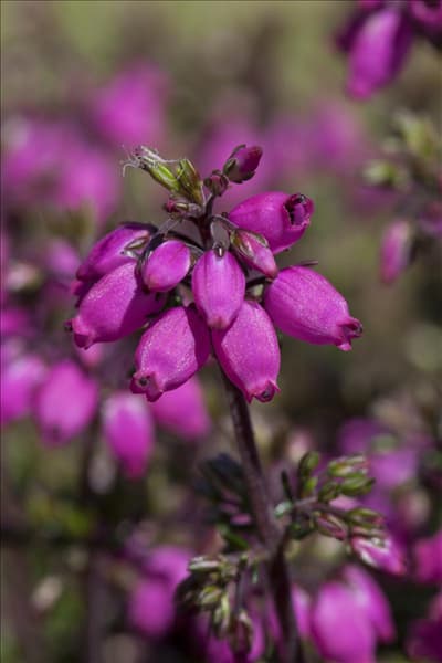 Erica cinerea
