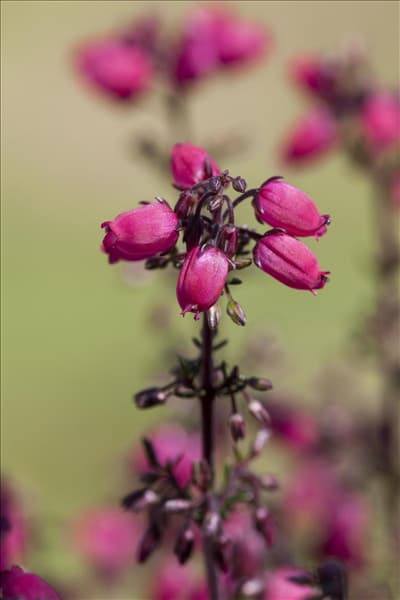 Erica cinerea