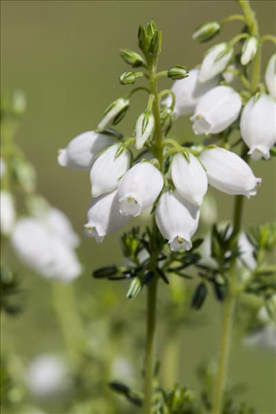 Erica cinerea