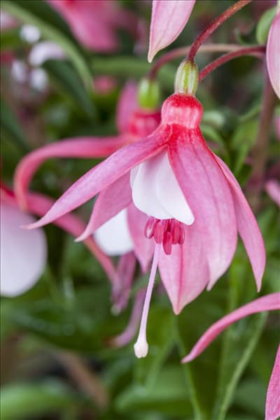 Fuchsia