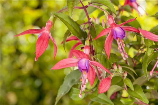 Fuchsia Hybride
