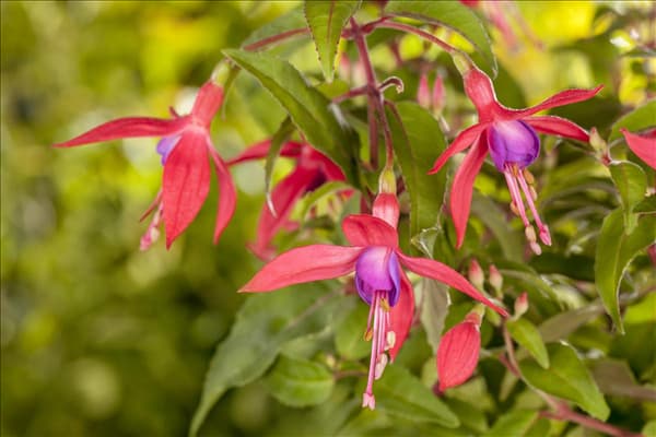 Fuchsia Hybride