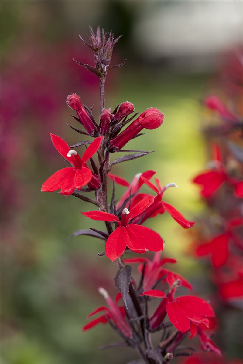 Lobelia x speciosa