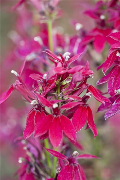 Lobelia x speciosa