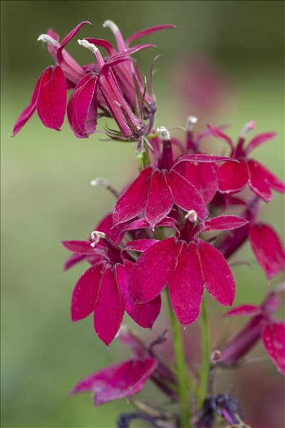 Lobelia x speciosa
