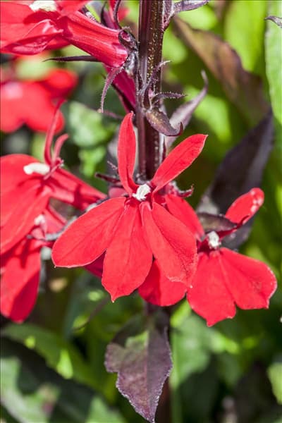Lobelia x speciosa, rot