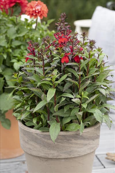 Lobelia x speciosa