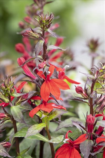 Lobelia x speciosa