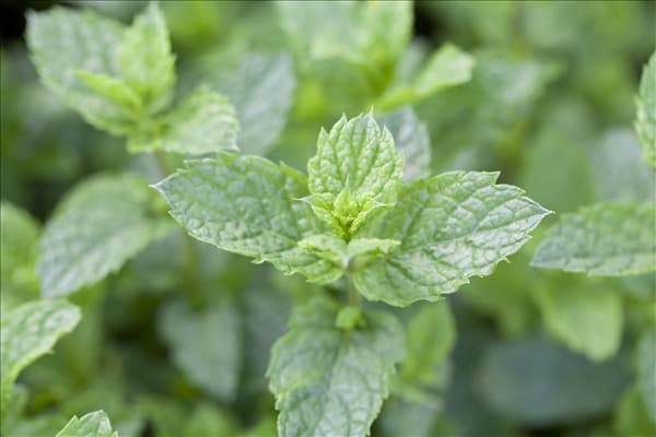 Mentha spicata 'Maroccan'