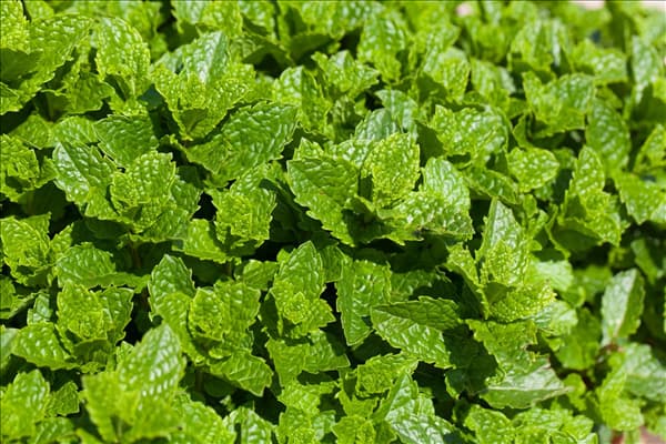 Mentha spicata 'Maroccan'