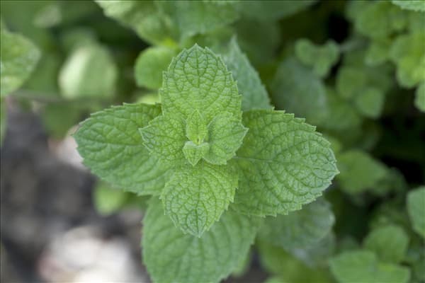 Mentha spicata 'Maroccan'