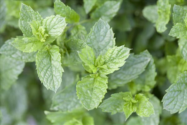 Mentha spicata 'Maroccan'