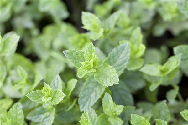 Mentha spicata 'Maroccan'