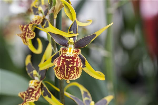Odontoglossum