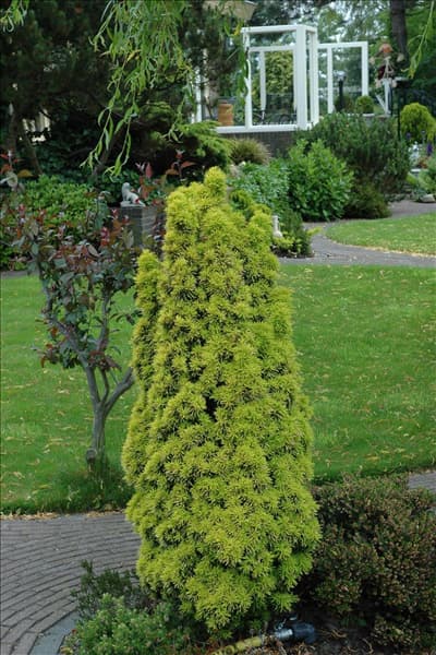 Taxus