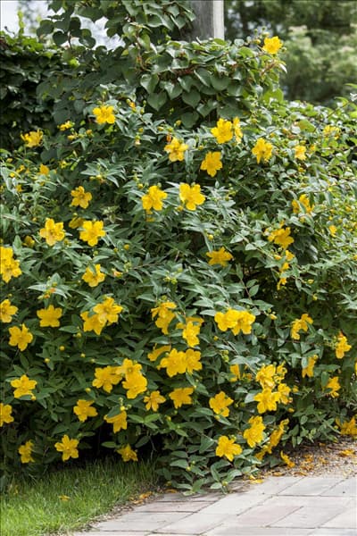Hypericum patulum
