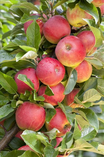 Malus domestica 'Elstar'
