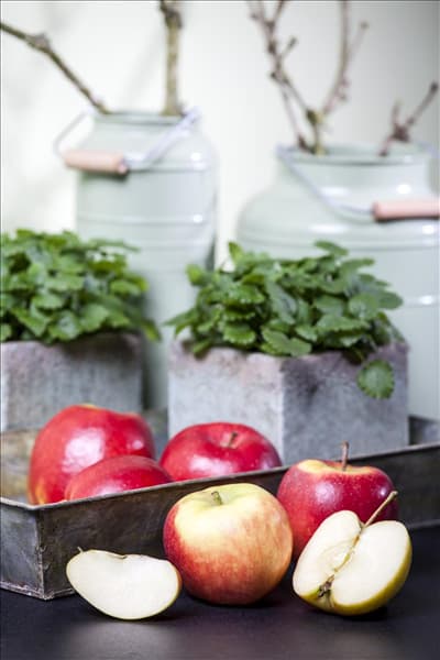 Malus domestica 'Elstar'