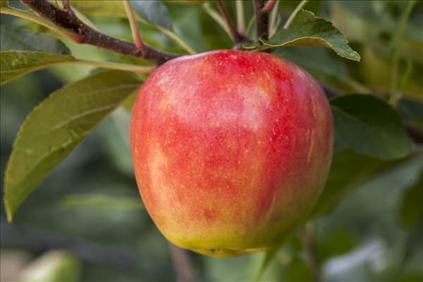 Malus domestica 'Elstar'