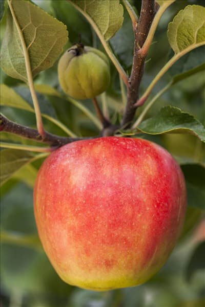 Malus domestica 'Elstar'
