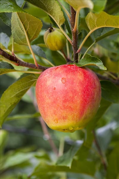 Malus domestica 'Elstar'