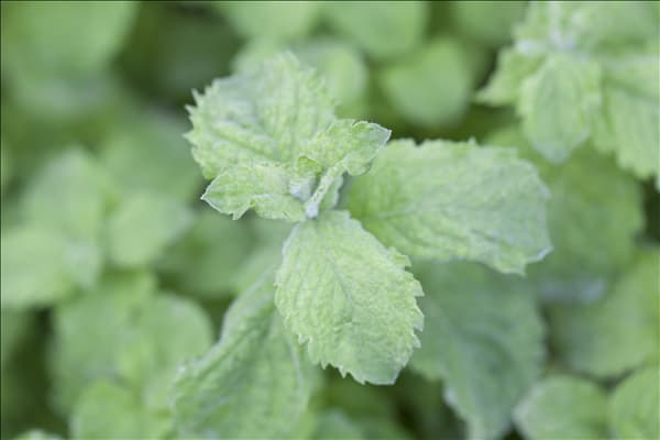 Mentha spicata 'Mojito'