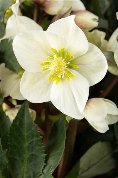 Helleborus x ericsmithii 'HGC Shooting Star'®