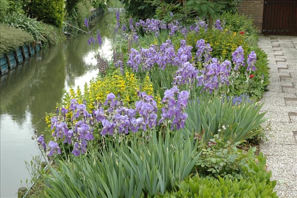Iris x germanica, violett