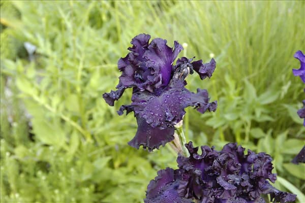 Iris x germanica, violett
