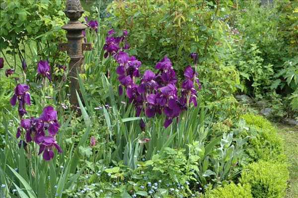 Iris x germanica, violett