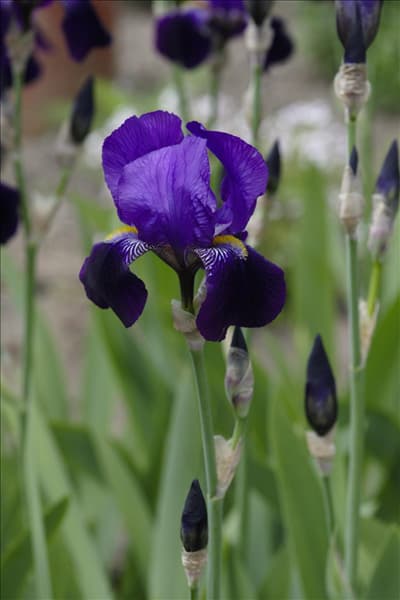 Iris x germanica, violett