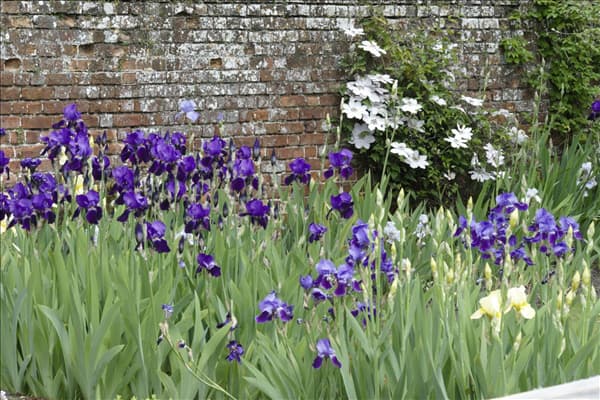 Iris x germanica, violett