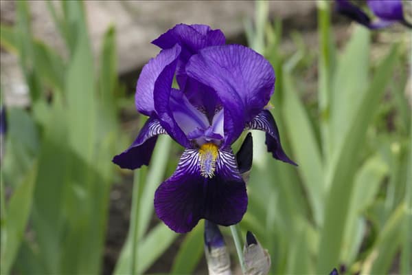 Iris x germanica, violett