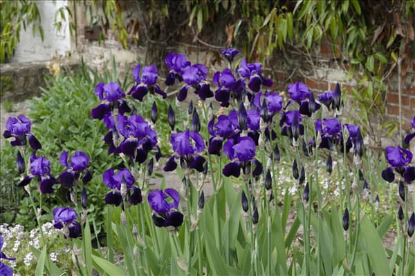 Iris x germanica, violett