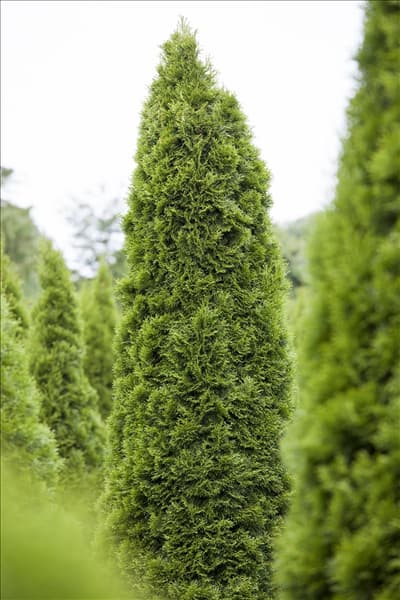 Thuja occidentalis 'Smaragd'