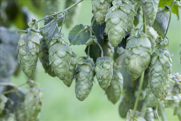 Humulus lupulus 'Hallertauer Aroma'