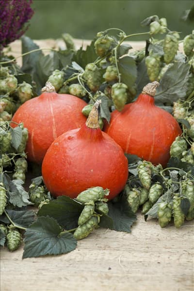 Humulus lupulus