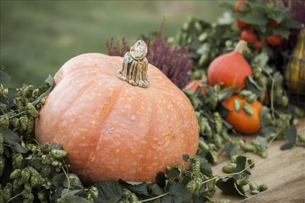 Cucurbita maxima