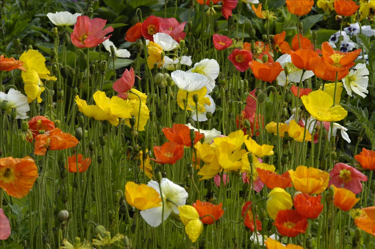 Papaver nudicaule 'Wonderland'