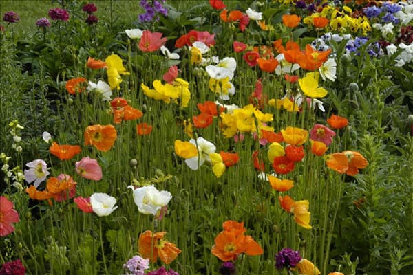 Papaver nudicaule 'Wonderland'