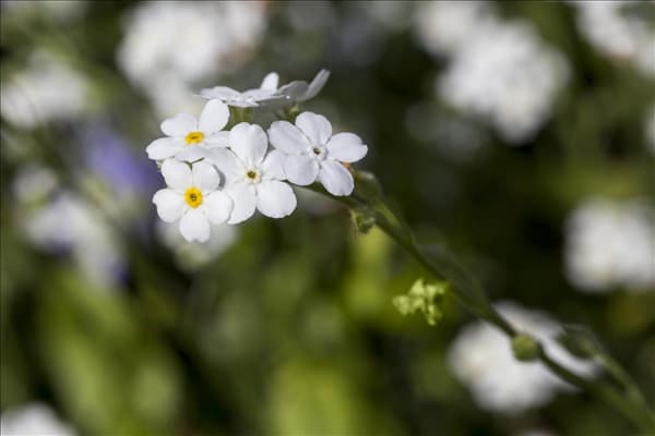 Myosotis sylvatica 'Snowsylva'