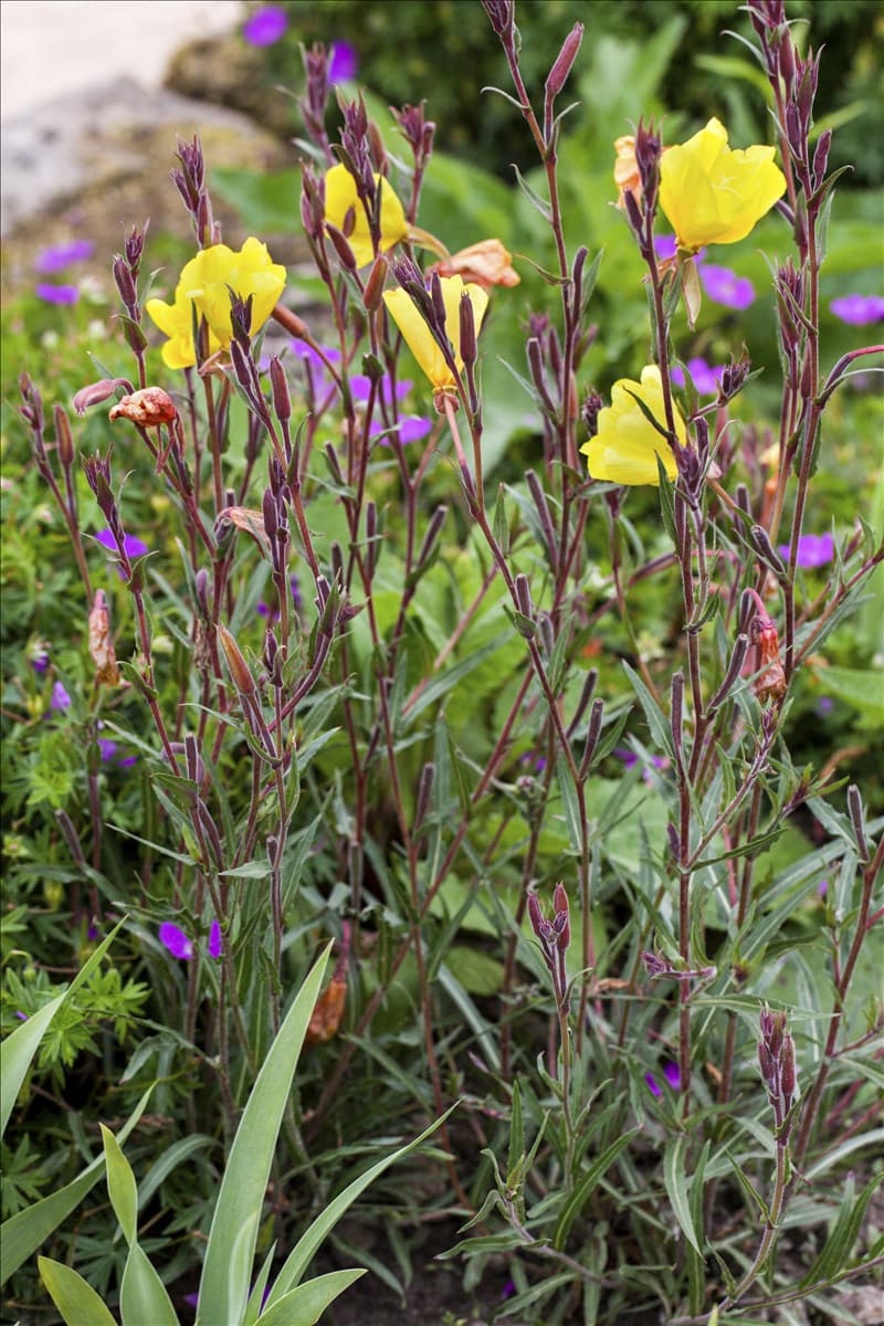 Oenothera fruticosa