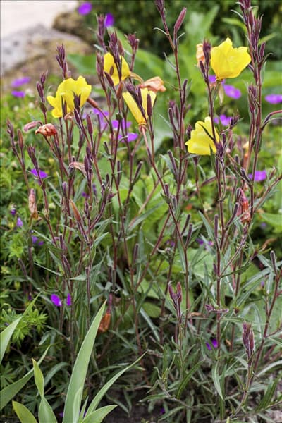 Oenothera fruticosa