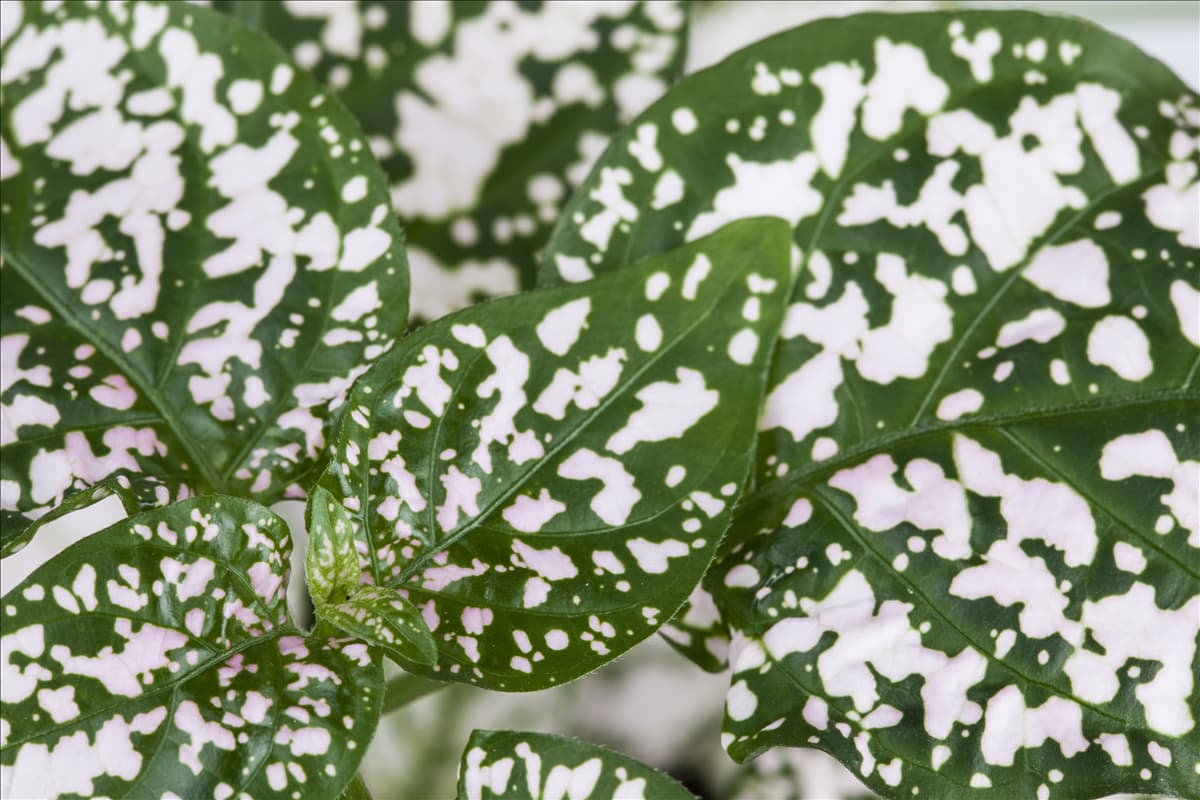 Hypoestes phyllostachya