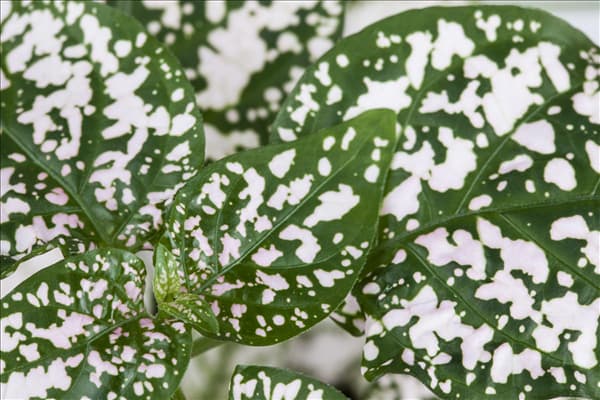 Hypoestes phyllostachya