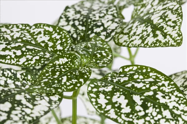 Hypoestes phyllostachya