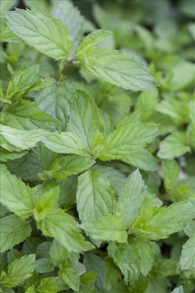 Mentha spicata 'Swiss'