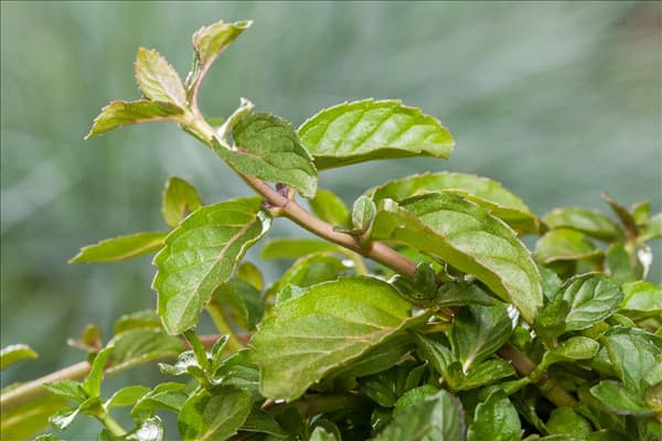 Mentha spicata 'Swiss'